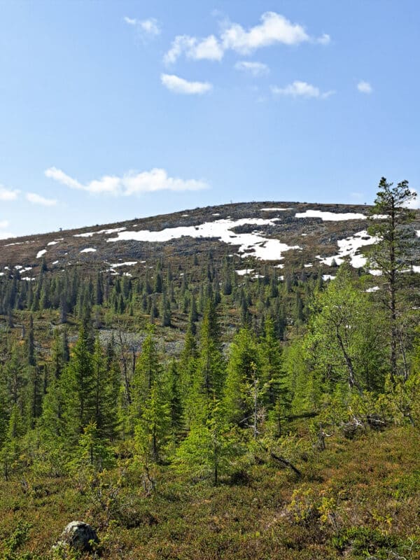 Erämaan Taika 4.-7.6.26 - Image 15
