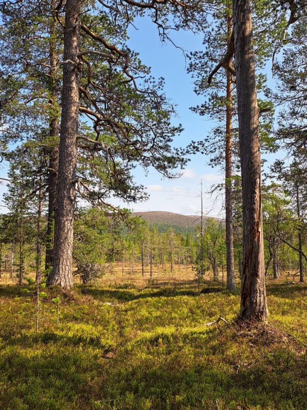 UKK: Kesävaellus Sokostille 9.-14.6.2026 - Image 8