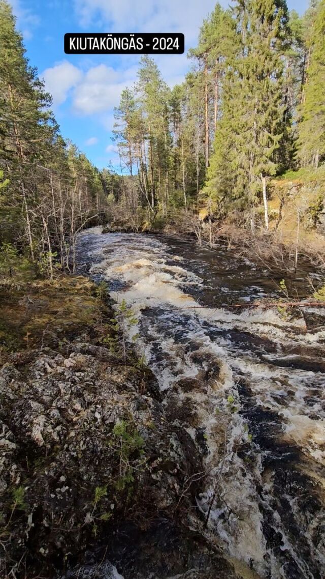 Kiutaköngäs rapids at Oulanka river in Oulanka National Park.

May 20th, day after the flood peak on 2024.

Water level 162,2 m, which means that the Karhunkierros hiking trail is closed (will be open when water is lower than 161,3 m)

The spring time and the flooding is an amazing time. One really feels the power of the water and nature

#kiutaköngäs #kiutaköngäsrapids #oulangankansallispuisto #oulankanationalpark #oulankariver #oulankajoki #visitrukakuusamo #visitruka #visitfinland #visitkäylä #ruka #rukakuusamo #flood #spring #tulva #kevät